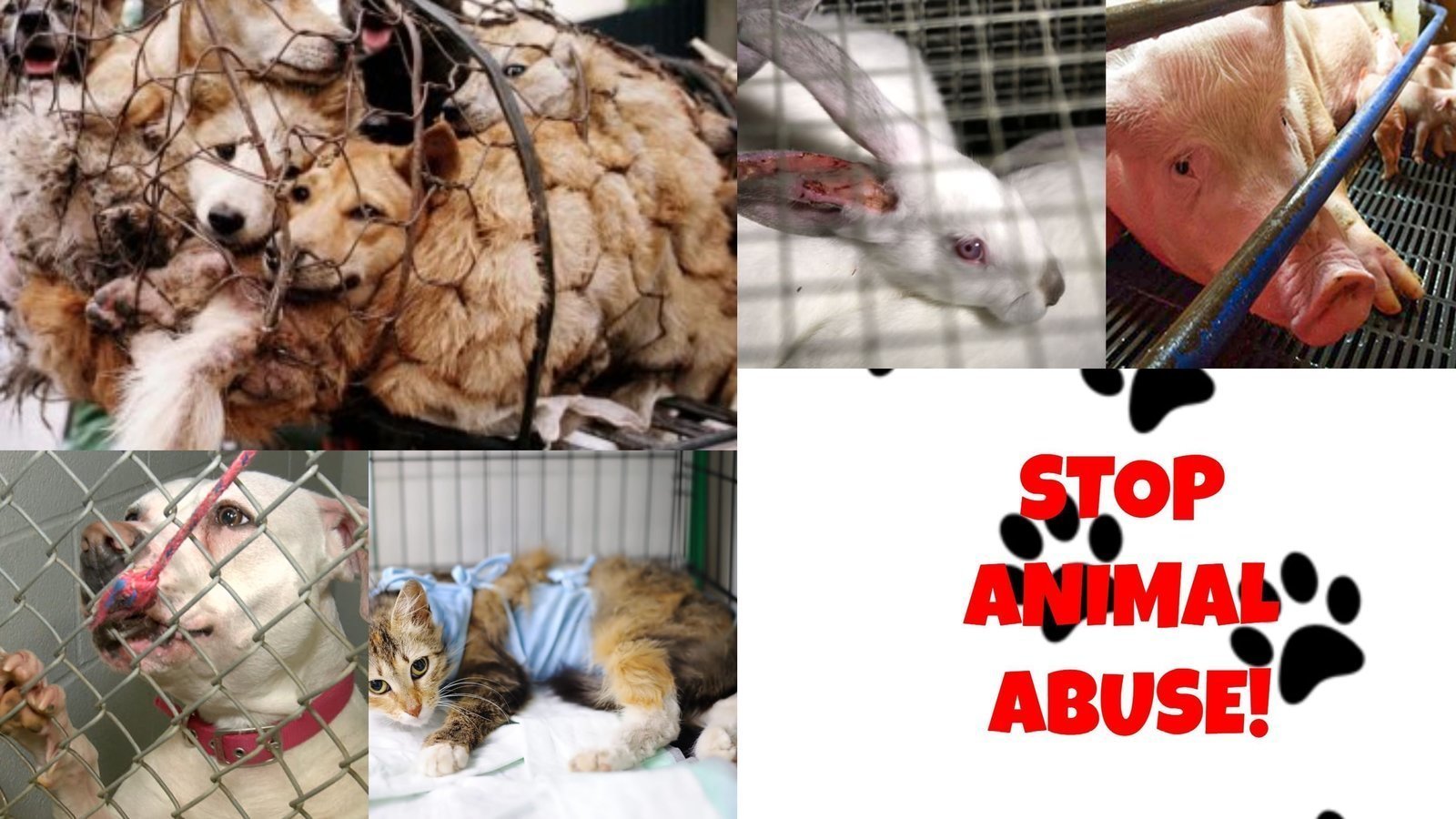 Human Activities Which Cause Harm To Animals: 5 Important Examples We